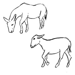 Donkey ink sketches. Wildlife animals drawings set. Forest nature theme monochrome artworks collection. Vector simple style design. 