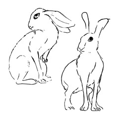 Hare ink sketches. Cute wildlife animals vector drawings. Nature forest theme artwork. Simple minimal textured style. 