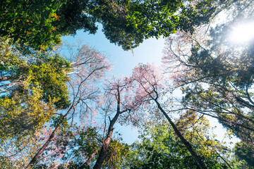 Cherry Blossoms, flowers of a cherry pink blossom tree