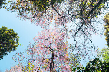 Cherry Blossoms, flowers of a cherry pink blossom tree
