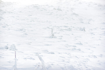 Snow-covered trees and Christmas trees in the Polish mountains Karkonosze.