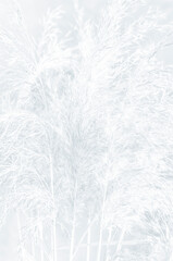 High key. Template blank with pattern of wild grass for your creativity. Background with copy space...