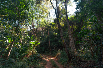 Cherry Blossoms, flowers of a cherry pink blossom tree