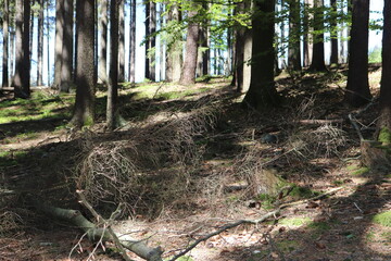 Im Wald Nutzwald Fichtenwald Nadelwald Fichtelgebirge Franken