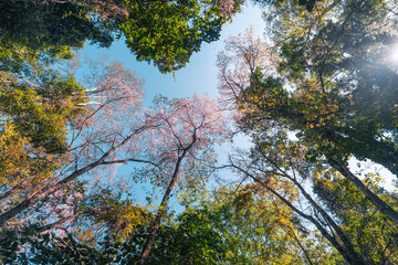 Cherry Blossoms, flowers of a cherry pink blossom tree
