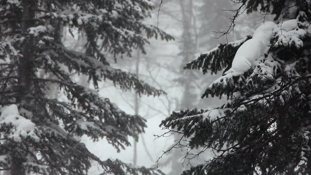 Snowstorm In Dense Coniferous Forest. Snowstorm. Bad Weather. Snow Drifts. Fir Branches. Strong Wind. Drifts on Branches. Taiga Nature. Bad Weather. Forest. Untouched Nature. Harsh North Edge. Canada