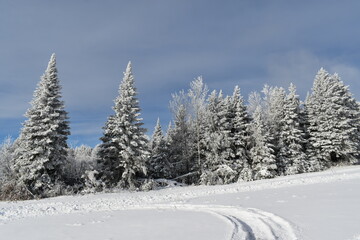 
From spruce trees to recreation grounds, Sainte-Apolline, Québec