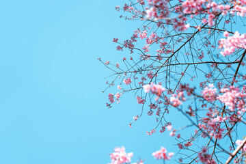 Cherry Blossoms, flowers of a cherry pink blossom tree