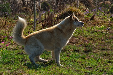 Siberian Husky-a breed of dog, characterized by thick hair and eyes of charming beauty of various colors. Outwardly, huskies look formidable, but at heart they are friendly and affectionate dogs.