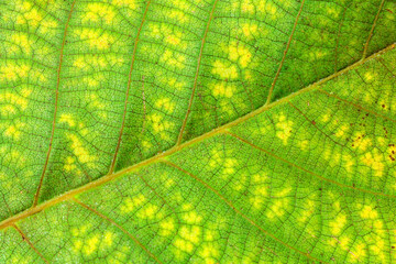 Colorful  green leaves closeup. Abstract  background.