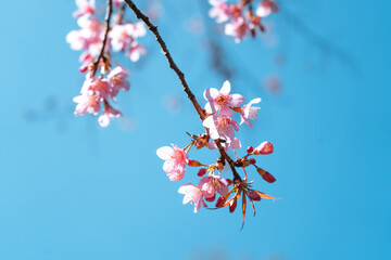 Cherry Blossoms, flowers of a cherry pink blossom tree