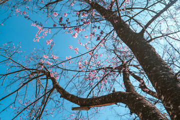 Cherry Blossoms, flowers of a cherry pink blossom tree