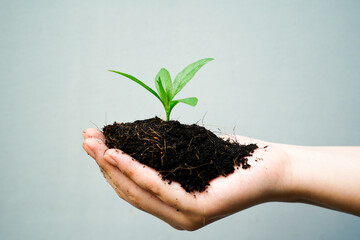 a little beautiful tree in your women hand  