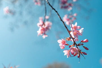 Cherry Blossoms, flowers of a cherry pink blossom tree