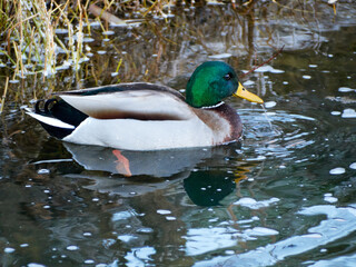 The Mallard Anas platyrhynchos is a species of anseriform bird from the Anatidae family. Duck swimming in river.