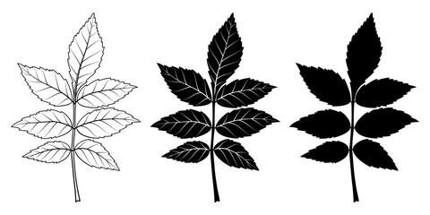 Ash tree leaf. Vector illustration. Outline, silhouette, line art drawing