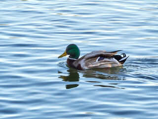 Fototapeta premium The Mallard Anas platyrhynchos is a species of anseriform bird from the Anatidae family. Duck swimming in river.