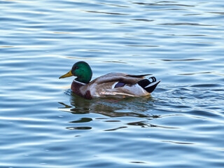 The Mallard Anas platyrhynchos is a species of anseriform bird from the Anatidae family. Duck swimming in river.