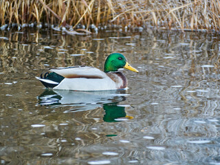 The Mallard Anas platyrhynchos is a species of anseriform bird from the Anatidae family. Duck swimming in winter