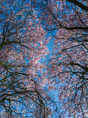 Red Plum or Prunus pisardi in bloom viewed from below and blue sky background in spring