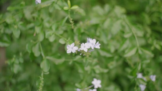 Plumbago Auriculata (Cape Leadwort) Flowering Plant During Daytime In Tokyo, Japan. - Selective Focus Shot