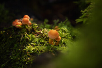 Mushrooms in the forest