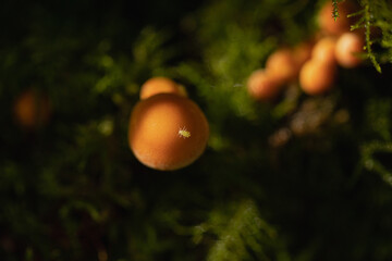 Mushrooms in the forest
