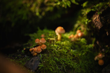 Mushrooms in the forest