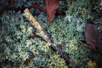 Obraz premium Close-up of lichens and moss with leaves and a branch on the forest floor