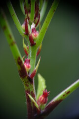 Close-up of roselle plant in home garden.