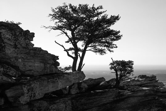 Silhouette of conifer tree on a rocky cliff face high up in the mountains in black and white