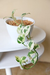 Closeup of Sirih Gading Koin Variegata or known as Epipremnum Aureum Njoy.