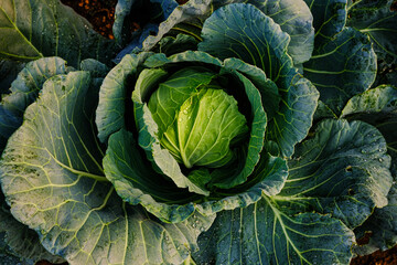 Obraz premium Head of green cabbage in organic home farm