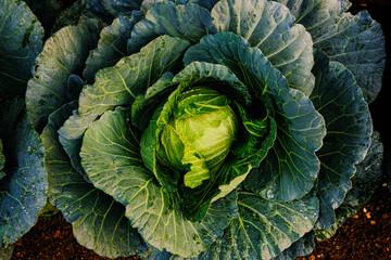 Fototapeta premium Head of green cabbage in organic home farm