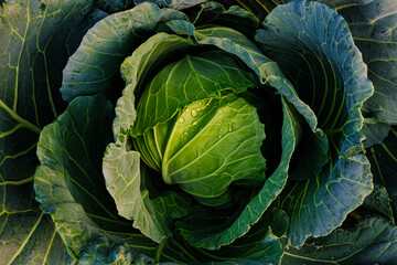 Obraz premium Head of green cabbage in organic home farm