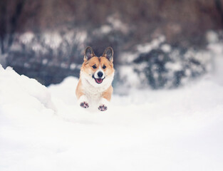 cute corgi dog runs merrily through the snow in a sunny winter park high raising his paws