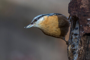 Kleiber (Sitta europaea)