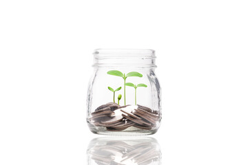 coins money inside transparent piggy saving jar with plant ,investment profit and dividend money saving concept.