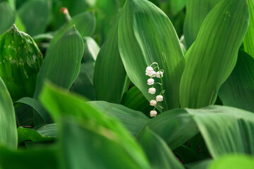 Obraz premium White lily of valley on green background
