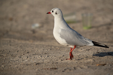 Portrait of a Black-headed gull at Busaiteen coast, Bahrain