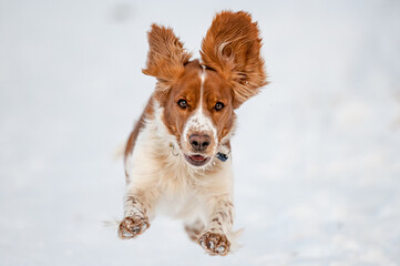 Adorable welsh springer spaniel dog breed in snowy meadow running. Active healthy dog.