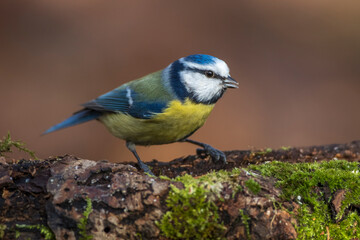 Blaumeise (Parus caeruleus)