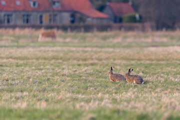 Two european hares (lepus europaeus) sitting together on farmland with houses in the background