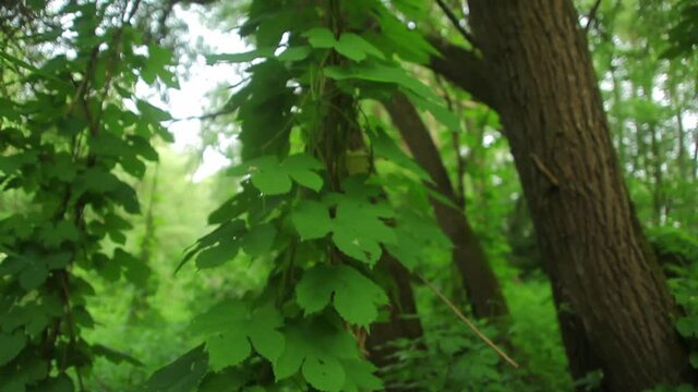 The common hop vine near in the willow forest