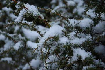 Macroshot of thuja brunch covered with first (or last) snow.