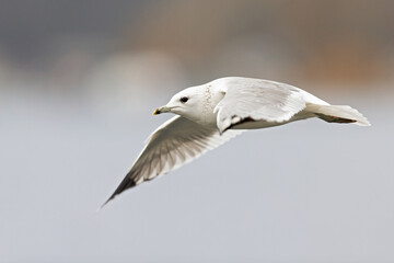 Fototapeta premium A common gull (Larus canus) in flight at a lake in the city of Berlin