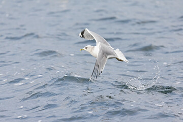 A common gull (Larus canus) taking off from a lake in the city of Berlin