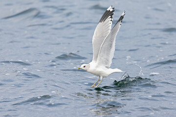 A common gull (Larus canus) taking off from a lake in the city of Berlin