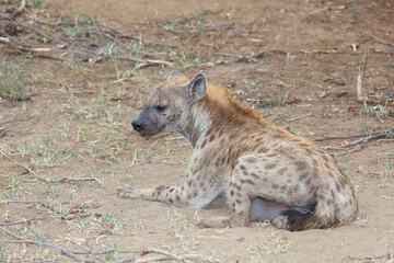 Tüpfelhyäne / Spotted hyaena / Crocuta crocuta