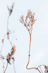 Dry herbs with flowers in a snowdrift, close up